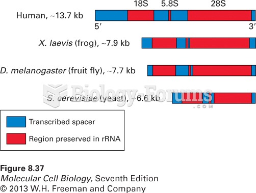 General structure of eukaryotic pre-rRNA transcription units