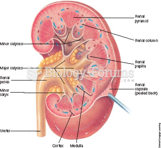 The internal anatomy of the kidney.