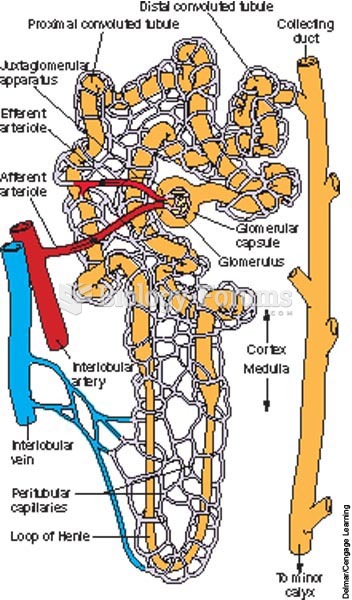 The anatomy of a nephron.