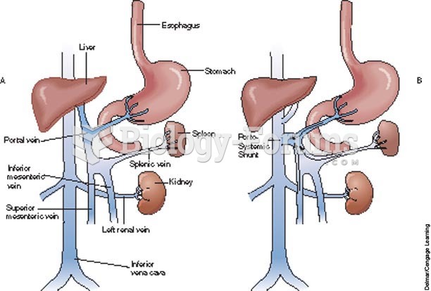 circulation of abdominal organs