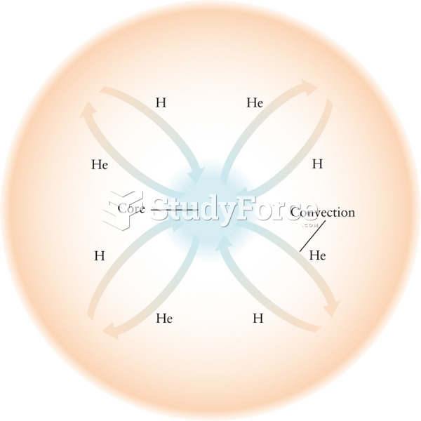 Fully Convective Star