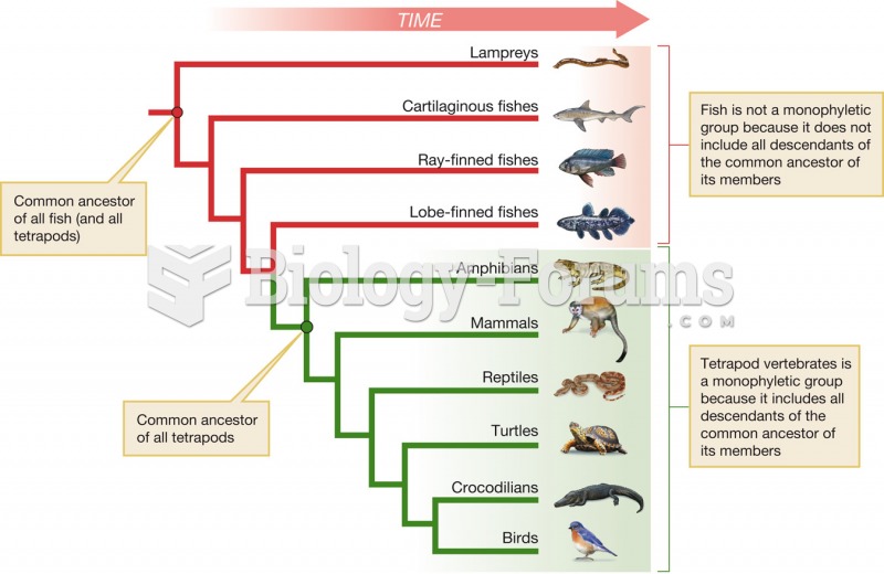 Phylogenetic tree of the vertebrates