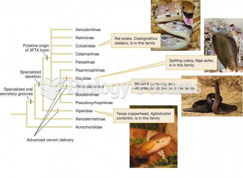 Phylogeny of advanced snakes (Caenophidia)