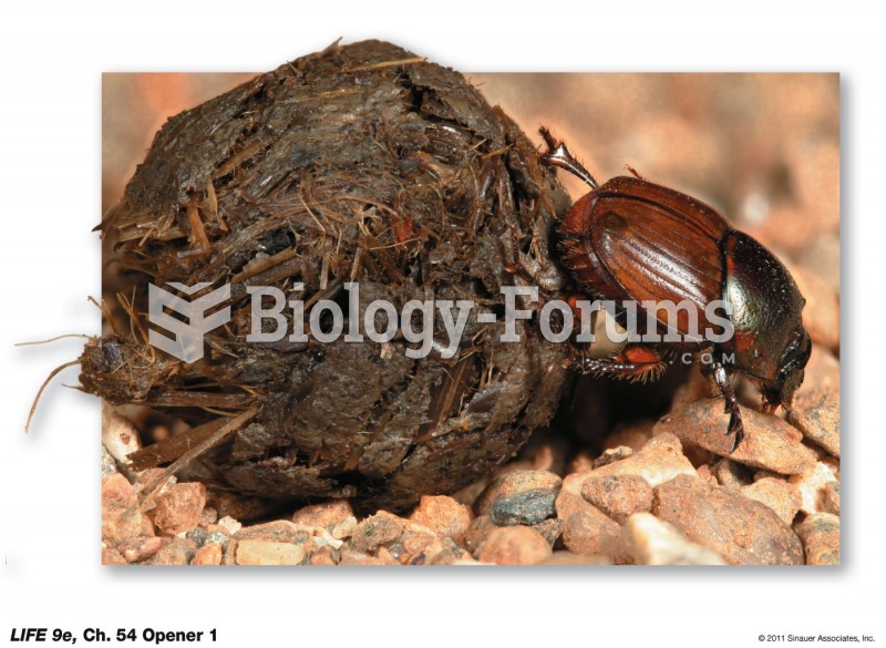 Onthophagus gazella in Australia