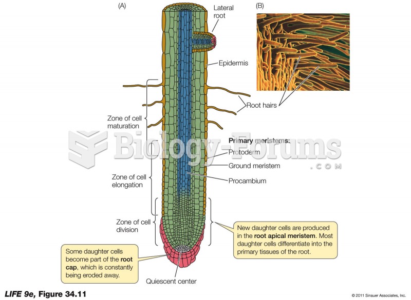 Tissues and Regions of the Root Tip