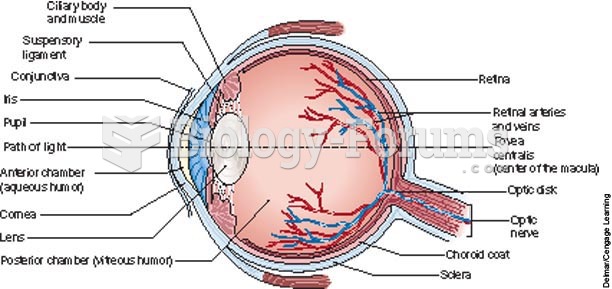 Lateral view of the interior eyeball.