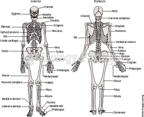 Anterior and posterior views of the adult human skeleton