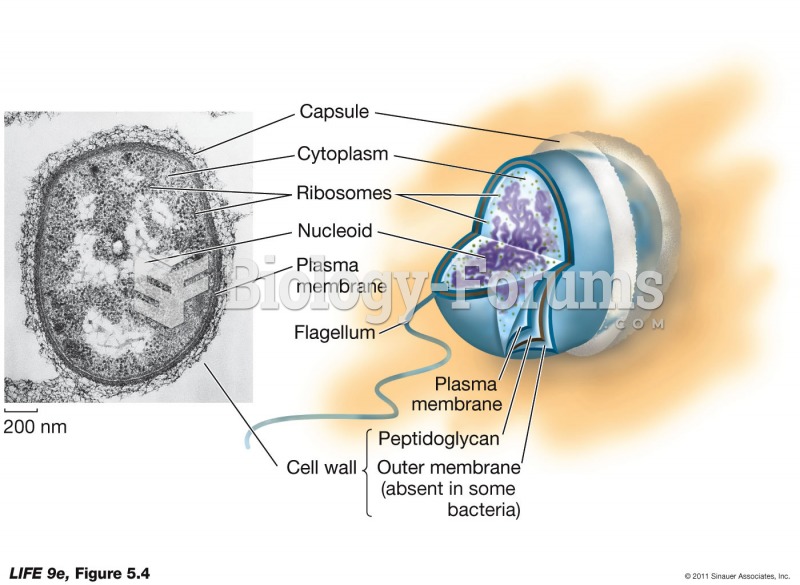 A Prokaryotic Cell