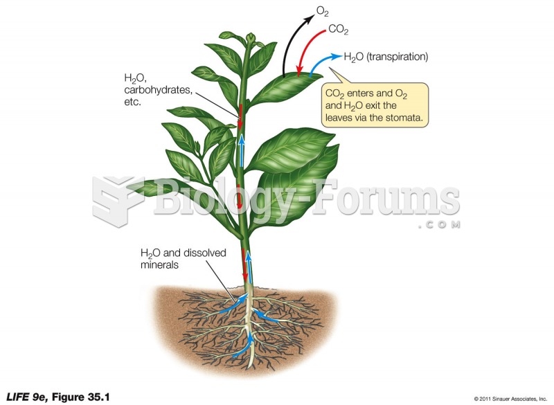 The Pathways of Water and Solutes in a Plant