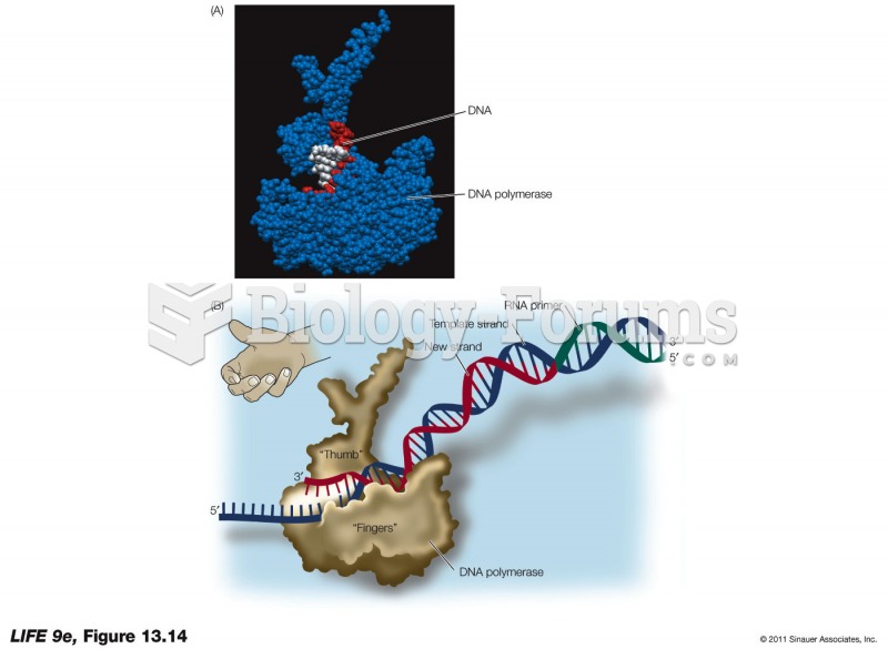 DNA Polymerase Binds to the Template Strand.