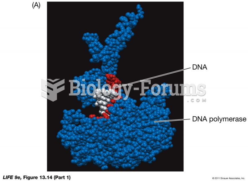 DNA Polymerase Binds to the Template Strand.p1