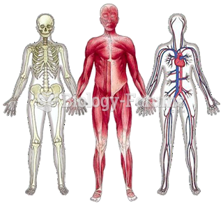 muscles nerves bones