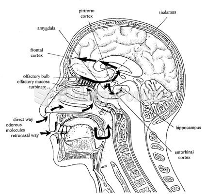 olfaction process