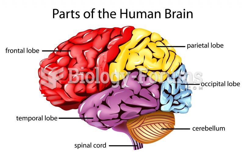 Basic brain diagram