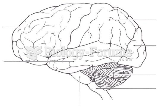 blank brain diagram