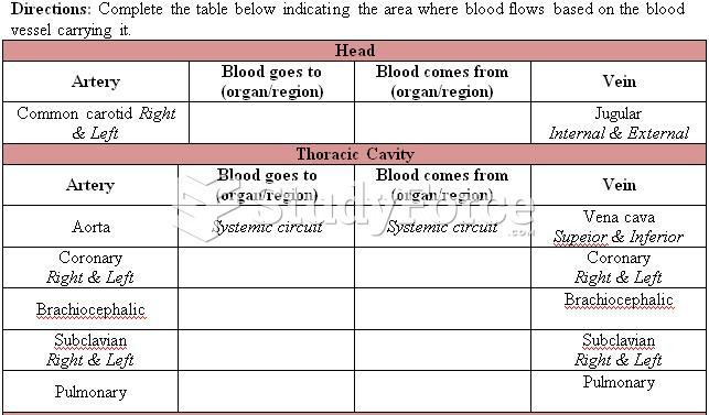 Circulatory System: Blood Vessels