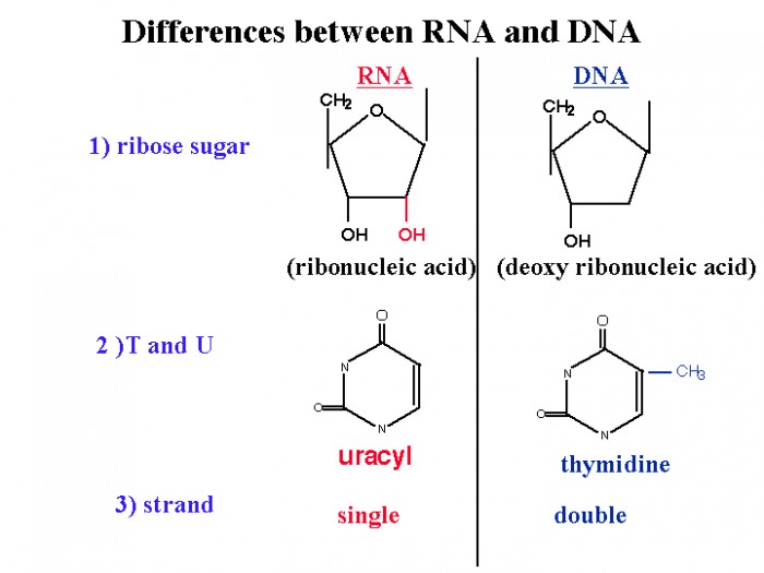 Differences between Deoxyribonucleic Acid and RNA