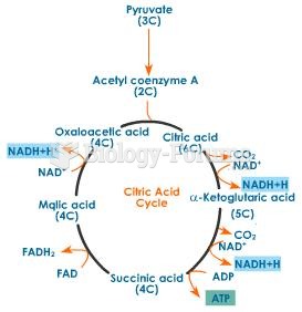 Citric Acid Cycle (Kreb's Cycle)