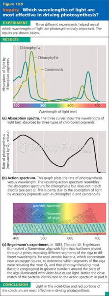 Which wavelengths of light are most effective at photosynthesis?