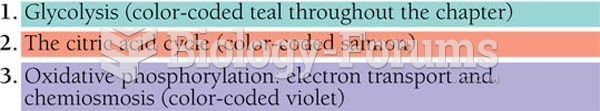 The Stages of Cellular Respiration