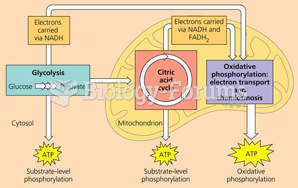 An overview of cellular respiration.