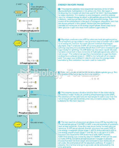 A closer look at glycolysis. PART B