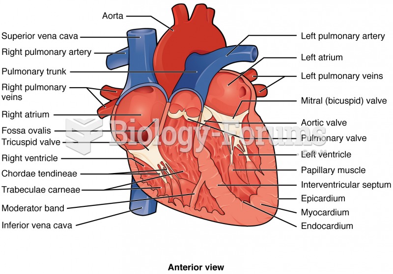 Anterior View of the Heart