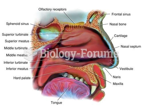 Lateral Cross Section of the Nose