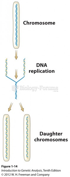One DNA double helix becomes two