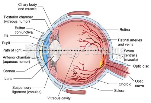 Lateral Cross Section of the Interior Eye
