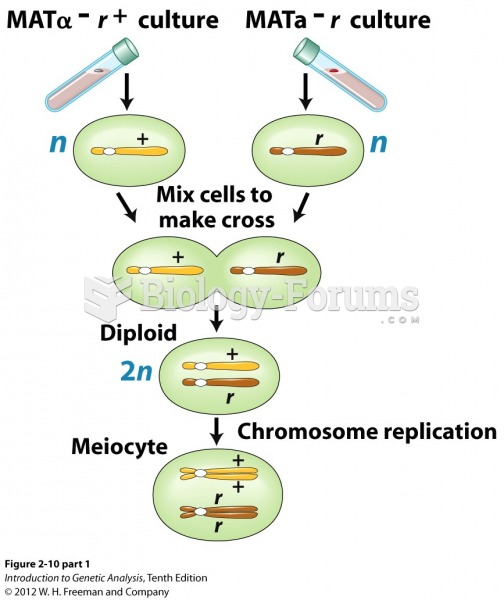 Demonstration of equal segregation within one meiocyte in the yeast S. cerevisiae