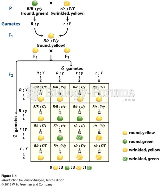 Punnett square illustrating the genotypes underlying a 9 : 3 : 3 : 1 ratio