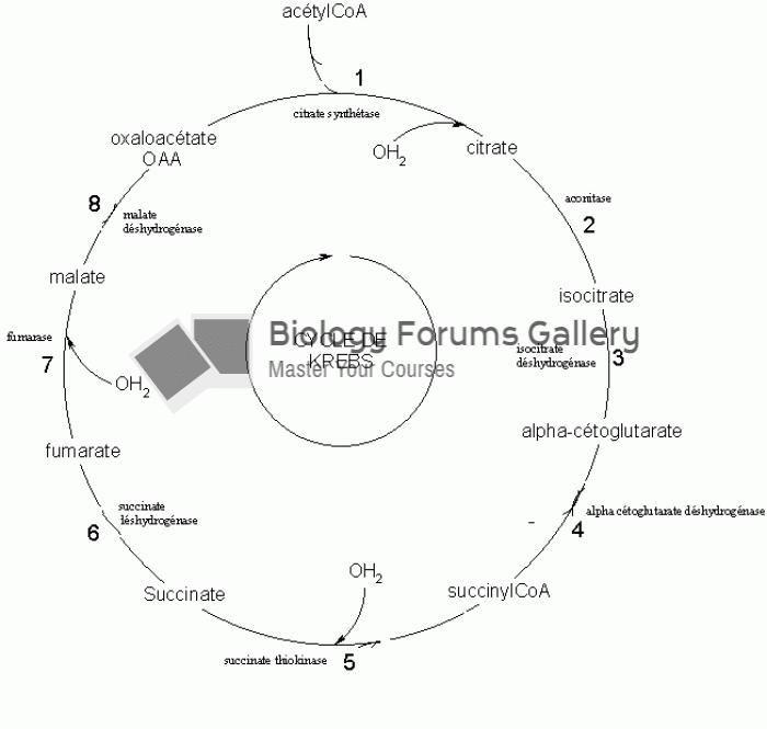 krebs cycle