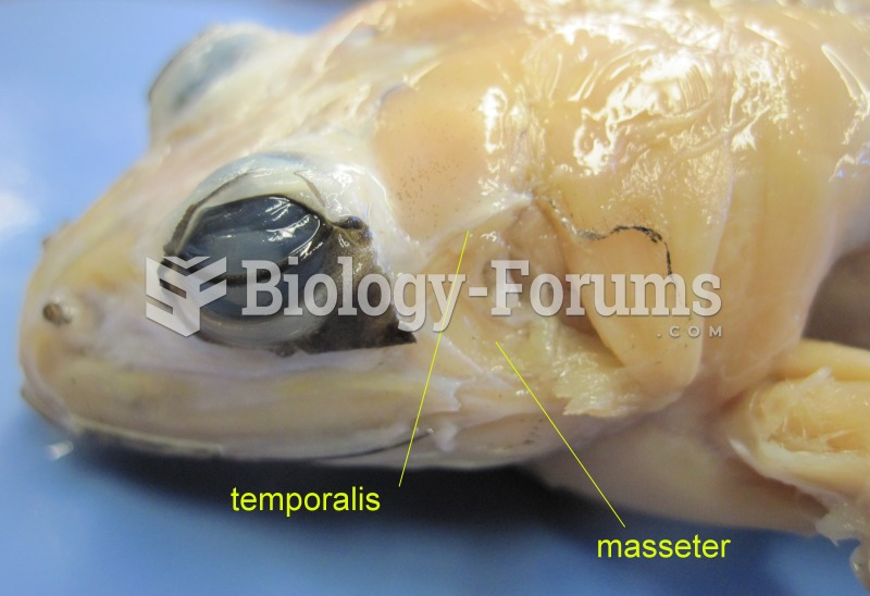 Frog head muscle (labeled)