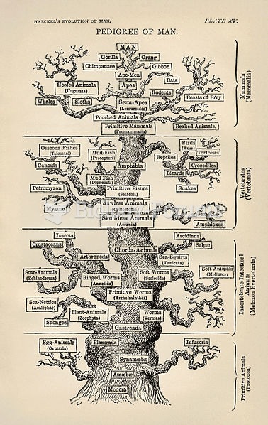 Ernst Haeckel's Tree of Life (1879)