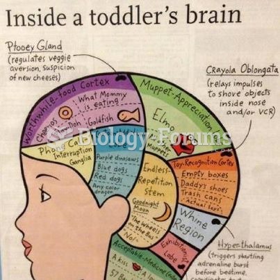 Inside a Toddler's Brain