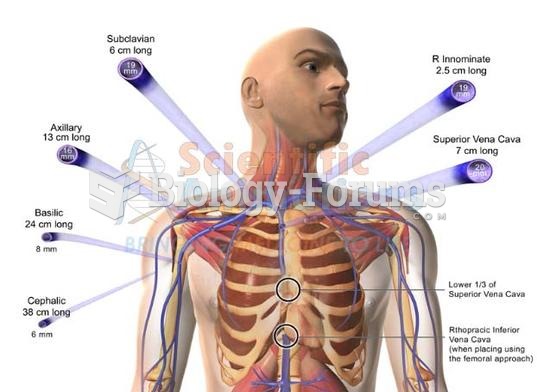 human anatomy