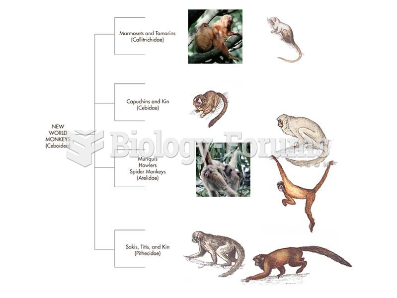 Example of a cladogram, or branching order, of the New World monkey Superfamily Ceboidea.  