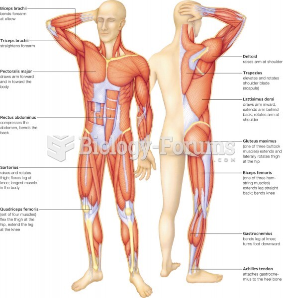 Major muscles of the human musculoskeletal system