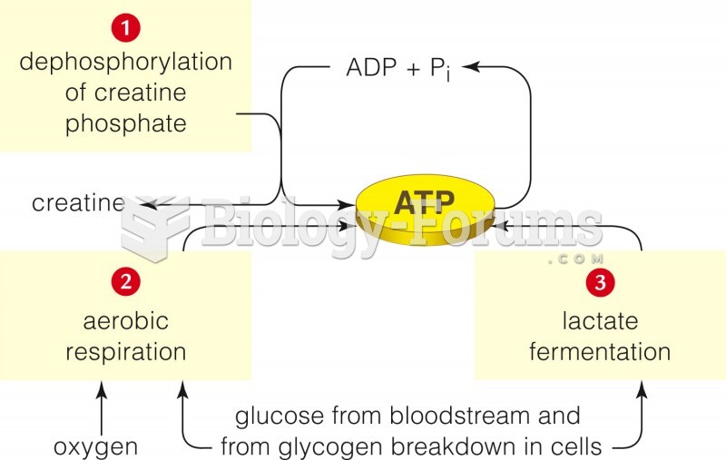 Three metabolic pathways that muscles use to obtain the ATP that fuels their contraction.