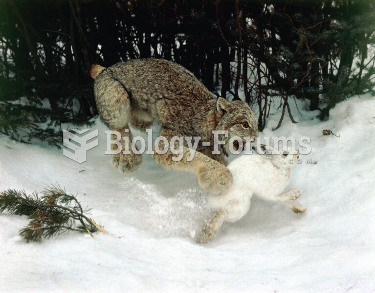 Canadian lynx pursuing a snowshoe hare