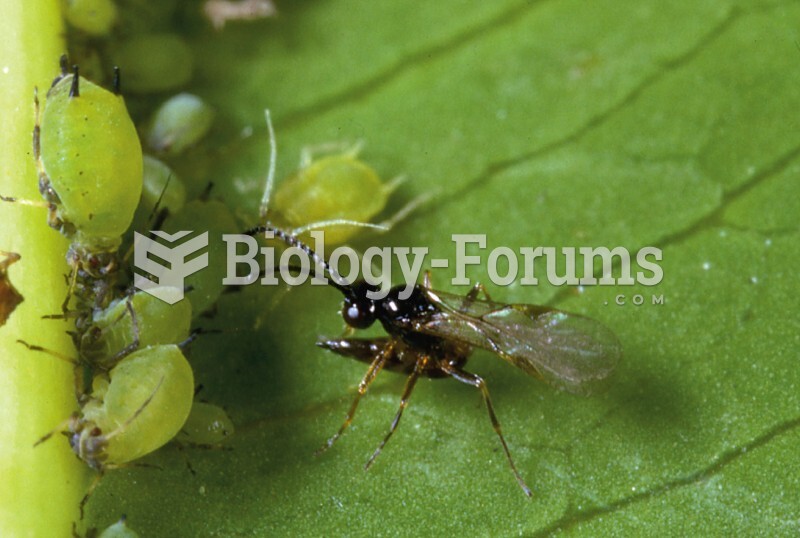 Biological control agent: a commercially raised parasitoid wasp about to deposit a fertilized egg in