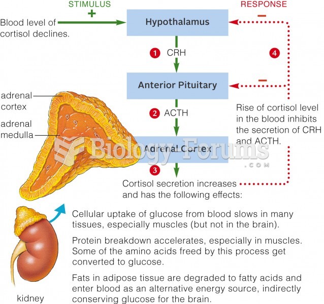 Structure of the human adrenal gland