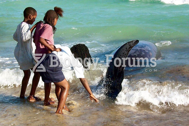 Whale Stranded During Military Testing