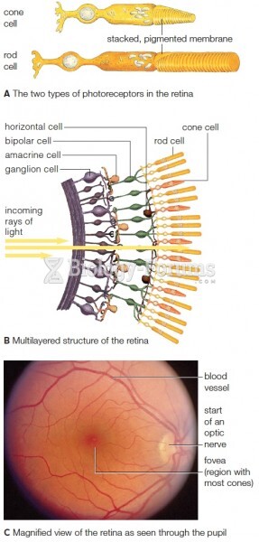 Structure of the retina