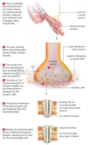 A Neuromuscular Junction (Step-by-Step)