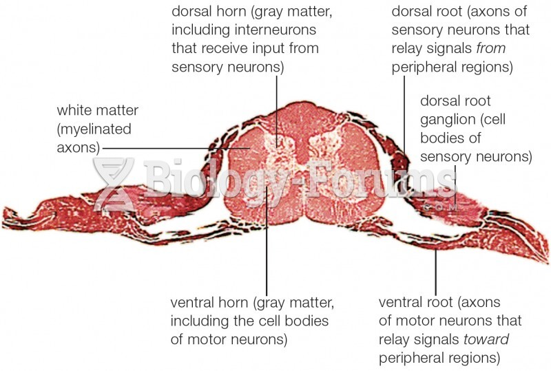 Cross-section of the spinal cord