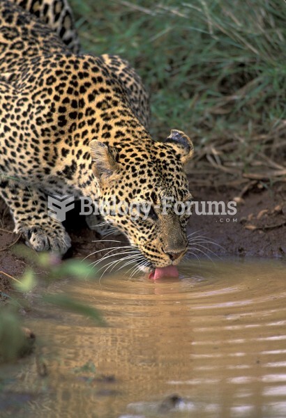 Leopard drinking.