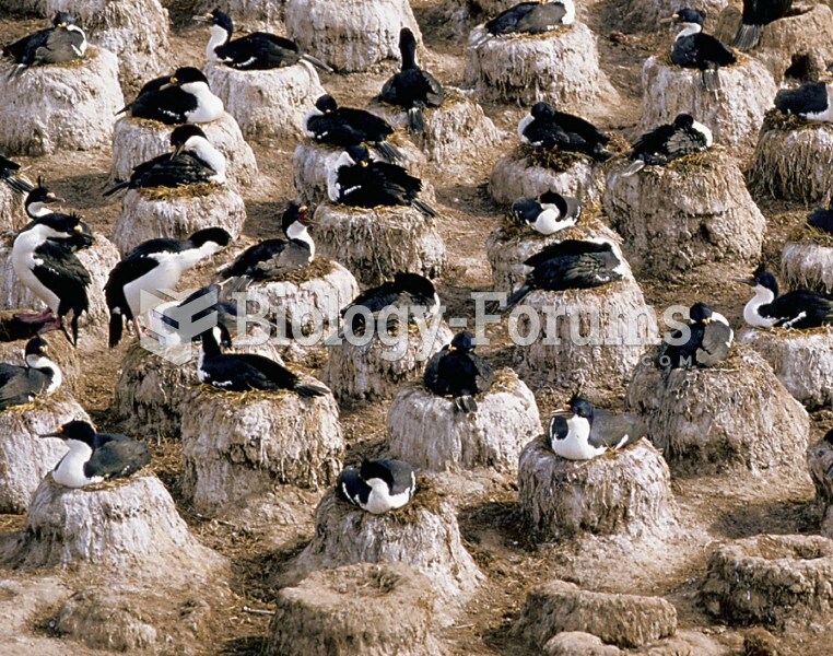 Near-uniform distribution of nesting seabirds