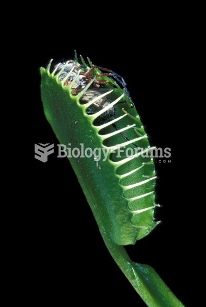 Venus Fly Trap (Dionaea muscipuls) leaf closed on a fly.
